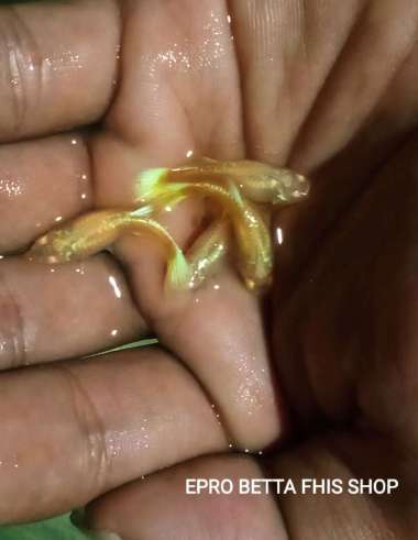 Guppy albino full gold AFG betina