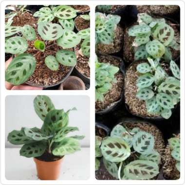 (COD) Tanaman Hias Calathea Kupu-kupu