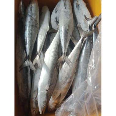 [TERLARIS] IKAN TENGGIRI 500gr - IKAN TENGGIRI SEGAR