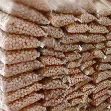 JENITRI SUDAH DI BOR ( 1KG 1000 BUTIR ++ ) SUDAH DI LUBANGI...!!!