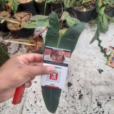 philodendron atabapoense x daun pancing