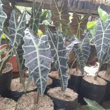 Tanaman Hias Keladi Tengkorak - Caladium Tengkorak