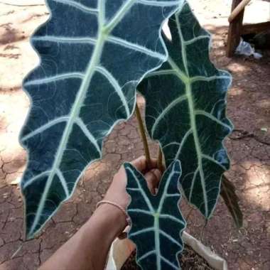 Tanaman Hias Keladi Tengkorak - Amazon Caladium