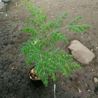 Bibit Pohon Daun Kelor - Tanaman Herbal Daun Kelor