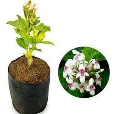 Tanaman Hias Melati Jepang - Pohon Melati Jepang / Bunga Melati