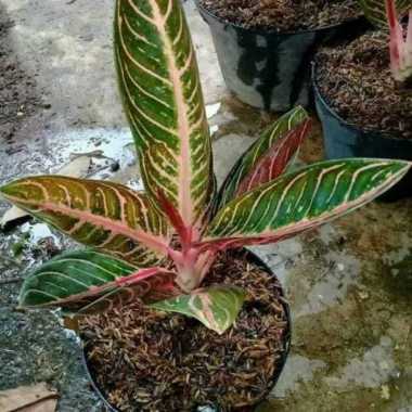 PROMO Tanaman hias aglonema pride of sumatra / red sumatra