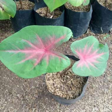 Tanaman Hias Keladi Spider Red - Keladi Merah