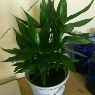 Tanaman Hias Sri Rejeki Hijau