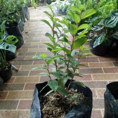 Tanaman Herbal Bidara Arab Untuk Ruqyah