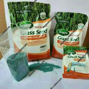 Biji Rumput Bermuda Grass Seed 1kg
