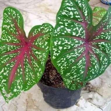 tanaman hias keladi redstar/caladium