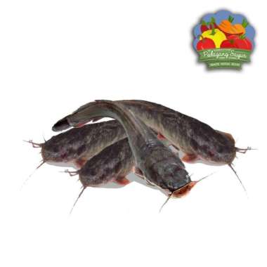 Ikan Lele Segar - 500 gram