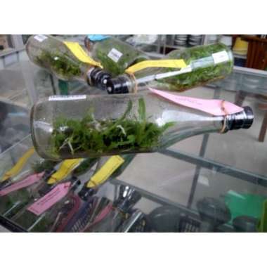 Anggrek Botol Cattleya Bibit Murah