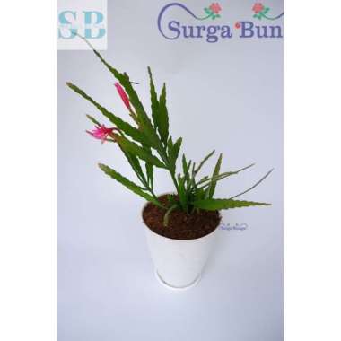 Tanaman Hias Wijaya Kusuma Fillow Favorite Dewasa