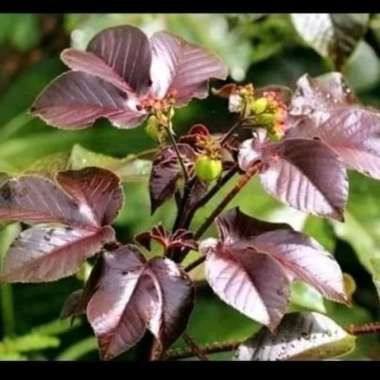 Daun Jarak Merah Segar