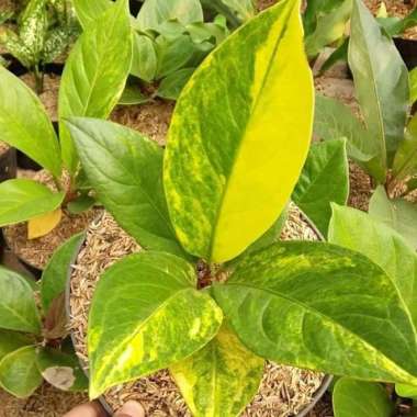 Tanaman Hias Anthurium Jemani Variegata Cobra Varigata