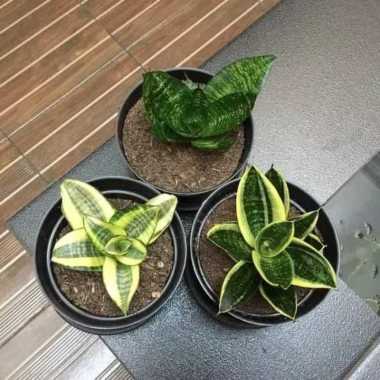 paket tanaman hias pembersih udara - paket sansivera - lidah mertua