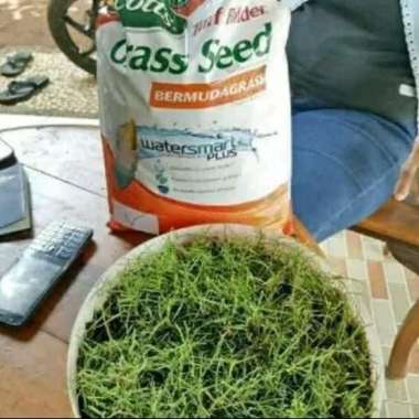 biji rumput bermuda grass
