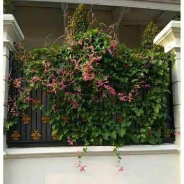 _ Tanaman rambat air mata pengantin-air mata bunga pink