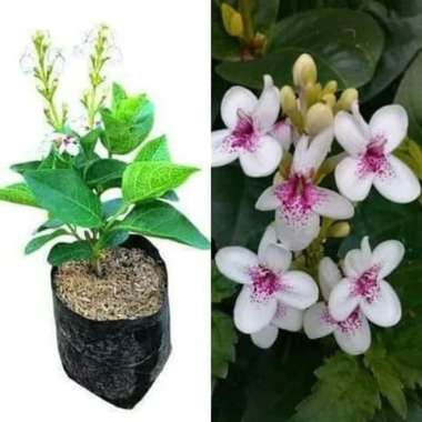 tanaman hias bunga melati Jepang - pohon melati Jepang