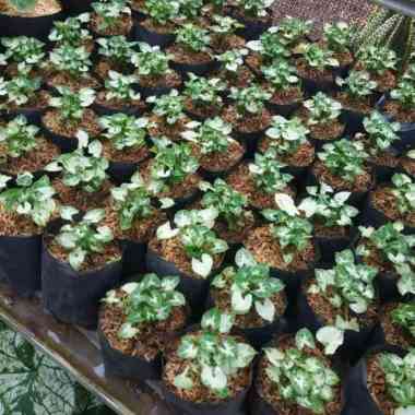 Tanaman hias keladi mini - sygonium mini