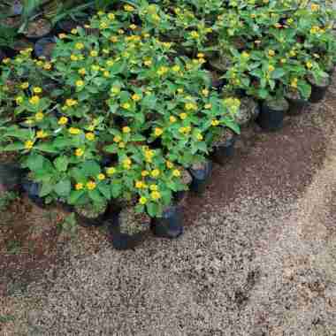 bibit tanaman hias bunga matahari mini