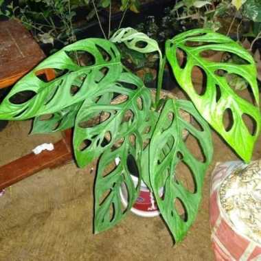tanaman hias monstera adansoni - monstera janda bolong daun besar