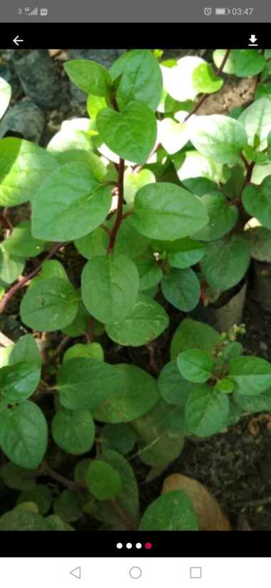 Tanaman Herbal Binahong - tanaman daun binahong