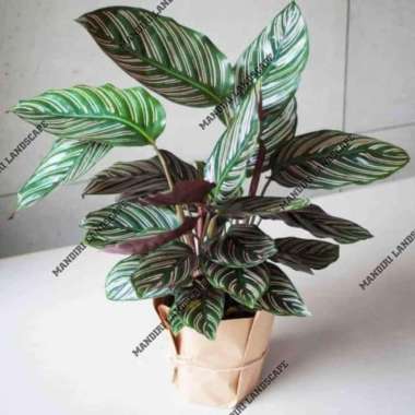 Tanaman Hias Calathea Ornata - Calathea Ornata
