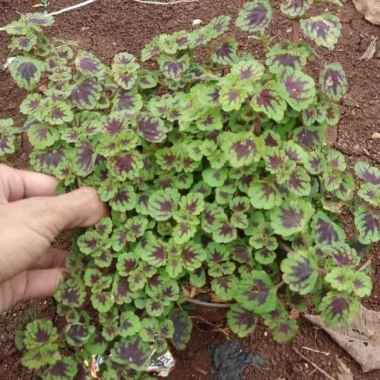 Tanaman Hias Miana Mini - Tanaman Hias Gantung