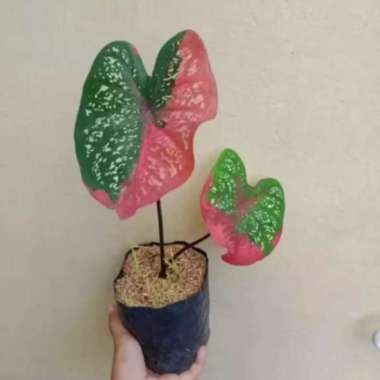 Tanaman Hias Keladi Baret - Keladi Baret Merah