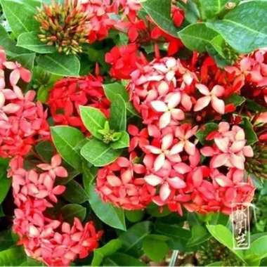 tanaman hias asoka bunga merah - pohon asoka