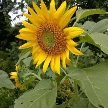 Tanaman Hias Bunga Matahari