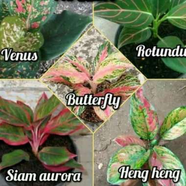 Promo Paket 5 Bibit Bunga Aglonema