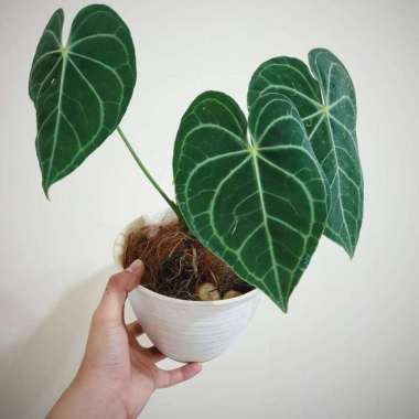 tanaman hias anthurium kuping gajah/kuping gajah daun besar