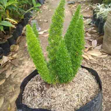 tanaman hias ekor tupai - pohon ekor tupai