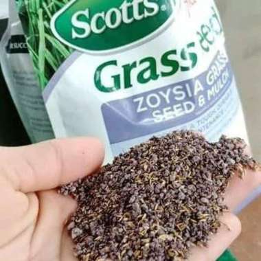 TERLARIS Benih Bibit Biji Rumput Zoysia