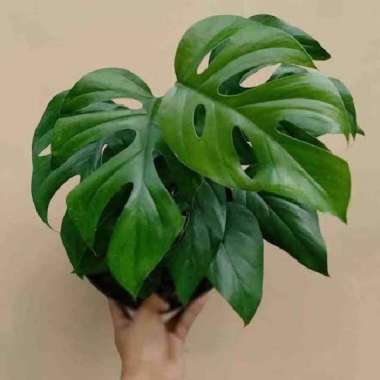 tanaman hias raphidopora pertusa