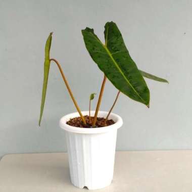 Philodendron billietiae / philo kabel busi - Tanaman hias / bibit
