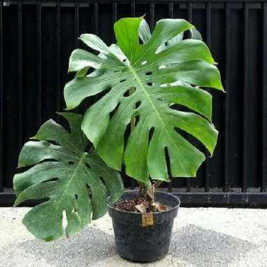 tanaman hias monstera king bibit