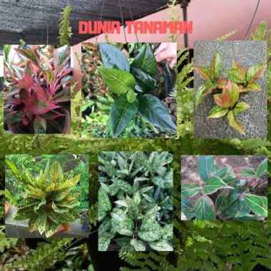 tanaman aglonema paket 6 jenis tanaman hias aglonema indukan
