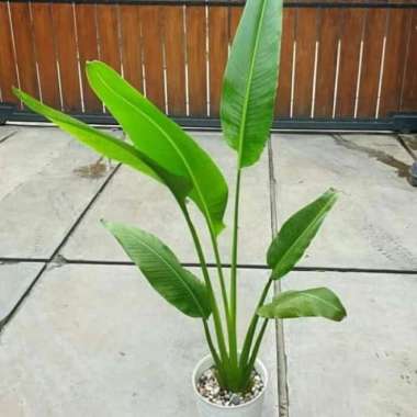 Tanaman hias pisang kipas | bibit pisang kipas | pisang kipas