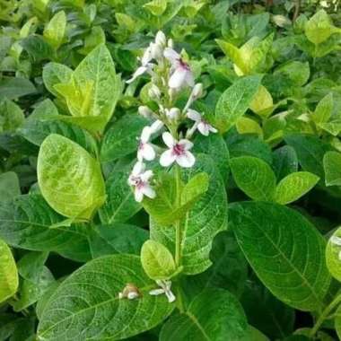 jual Tanaman Hias Melati Jepang - Pohon Melati Jepang /