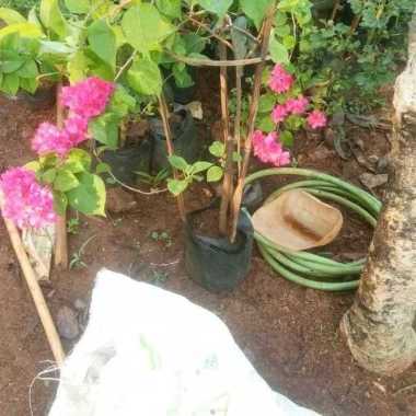 Tanaman Hias Bunga Bougenville / Bunga Kertas