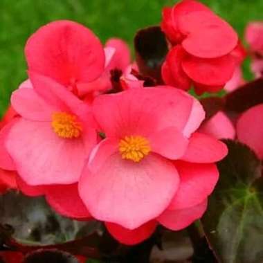 Begonia Hijau - Bibit tanaman Behunia daun hijau