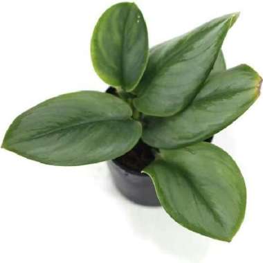 tanaman hias philodendron scindapsus silver