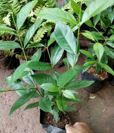 Pohon Salam - Tanaman Daun Salam