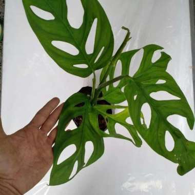 jual Tanaman Monstera Janda Bolong Ukuran Besar