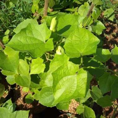 Tanaman Hias Rambat Bunga Thunbergia / Tumbergia