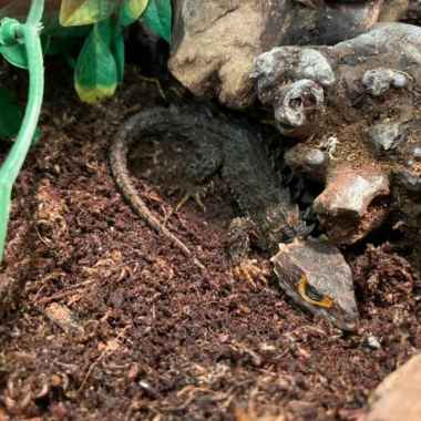 Crocodile Skink / Kadal Duri